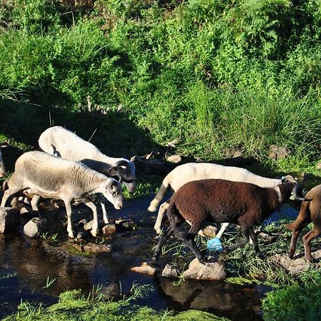 Вілла Solar Dos Cerveiras Mesquitela Екстер'єр фото